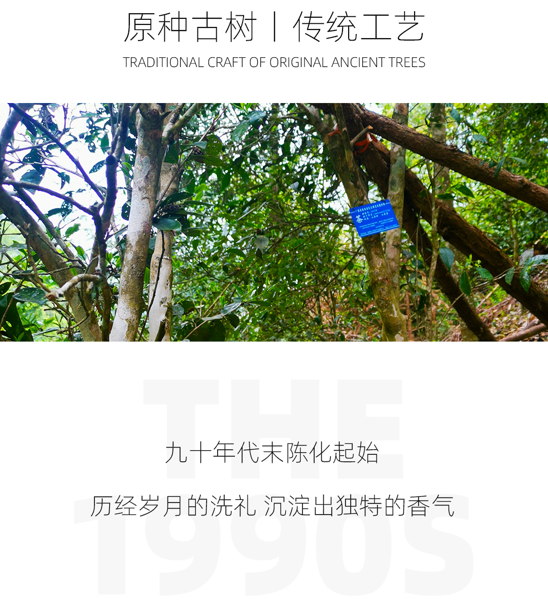 槟榔香详情_02.png