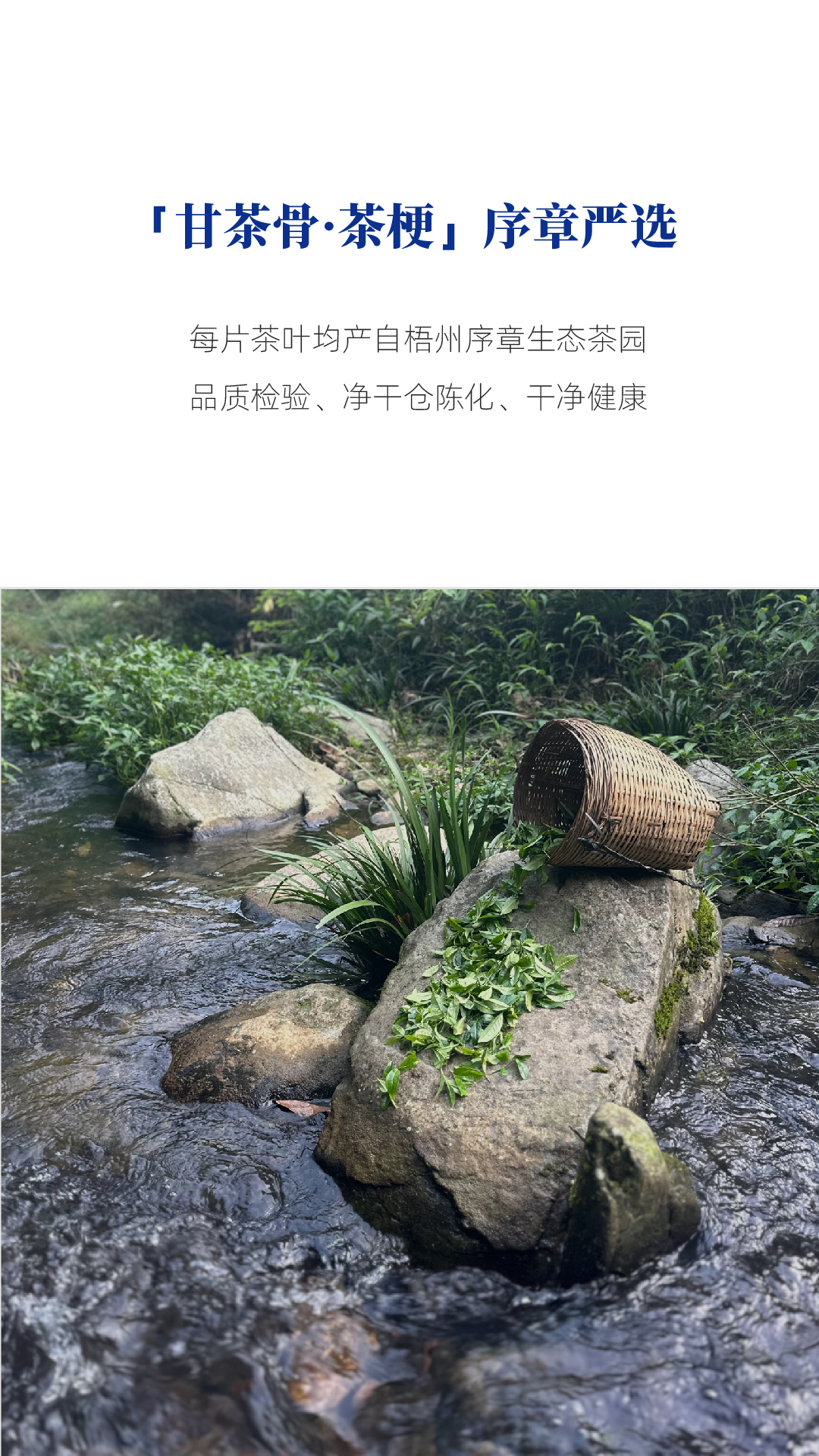 茶梗_画板 1 副本 3.jpg