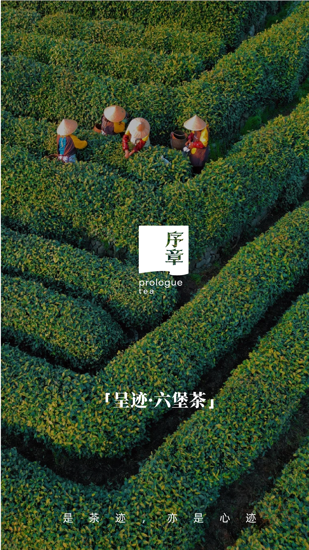 呈迹六堡茶_画板 1 副本 8.jpg