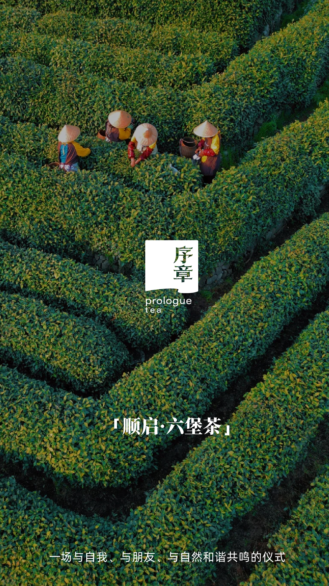 顺启_画板 1 副本 8.jpg